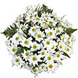 daisy-bouquet-tn.jpg